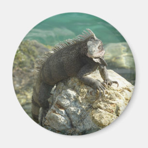 Aimant Iguana sur les rochers à St. Thomas
