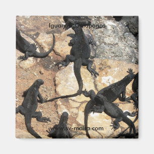 Aimant Iguanas, Islas Plazas, Galapagos