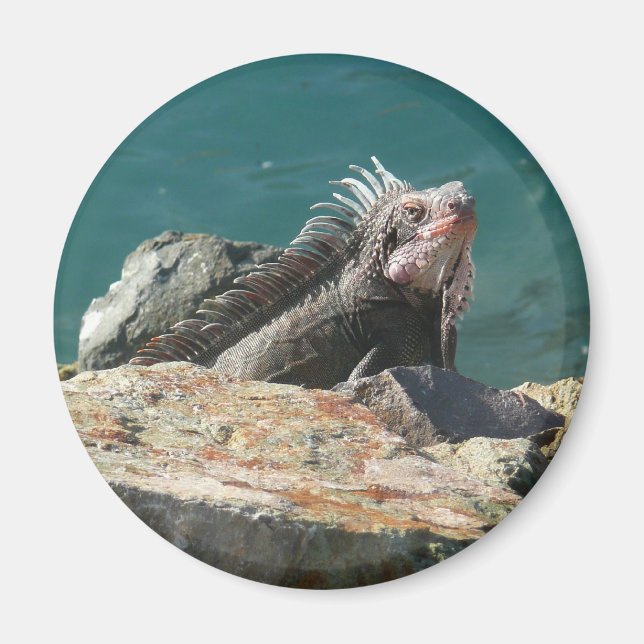 Aimant Iguane à St-Thomas (Devant)