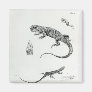 Aimant Iguane décalé