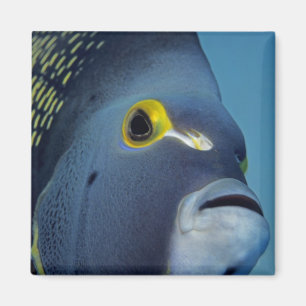Aimant Îles Caïmans, Poisson ange français Pomacanthus