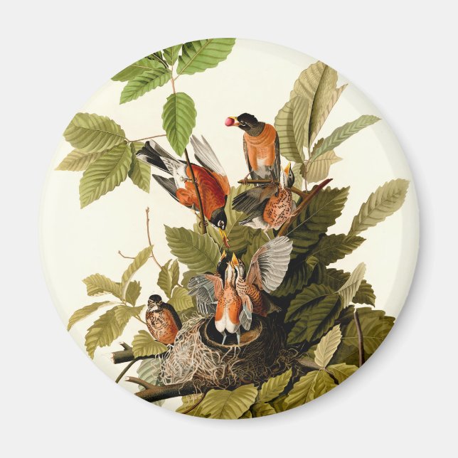 Aimant Illustration Audubon American Robin Wildlife Bird (Devant)