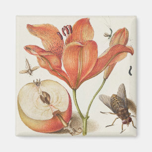 Aimant Illustration botanique vintage