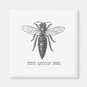 Aimant Illustration d'antiquité de l'insecte de la reine