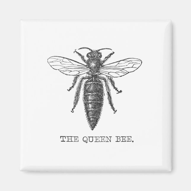 Aimant Illustration d'antiquité de l'insecte de la reine  (Devant)