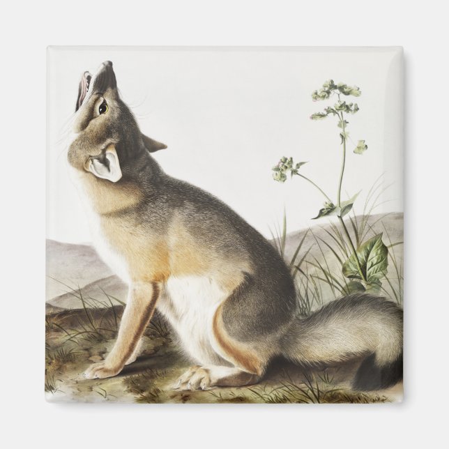 Aimant Illustration de Fox (Vulpes velox) (Devant)