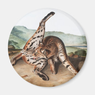 Aimant Illustration de Lynx texane (Lynx rufus var macula