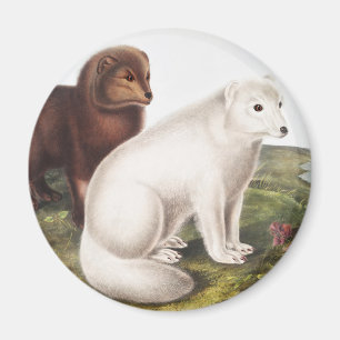 Aimant Illustration du renard arctique (Vulpes lagopus)
