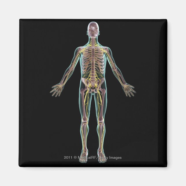 Aimant Illustration du système nerveux (Devant)