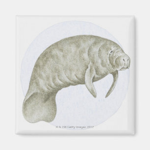 Aimant Illustration d'un lamantin (espèces de Trichechus