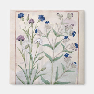 Aimant Illustration tirée du "Livre des médicaments simpl