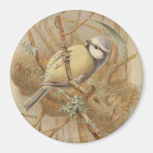 Aimant Illustration vintage de Bluetit