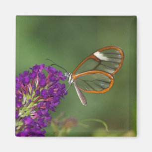 Aimant Ils m'appellent Clear-wing