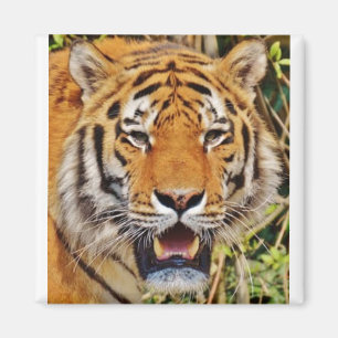 Aimant Image de tigre !