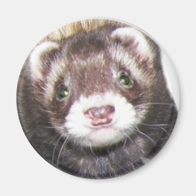 Aimant Image du visage de Ferret (Devant)