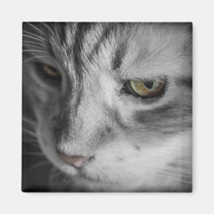 Aimant Image en noir et blanc de chat