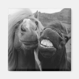 Aimant Images Getty   Chevaux souriants