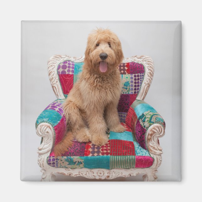 Aimant Images Getty | Cute Goldendoodle (Devant)