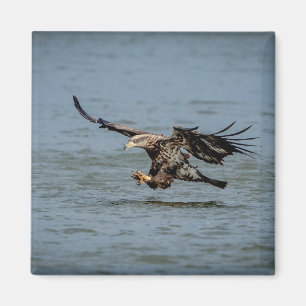 Aimant Immature Bald Eagle plongée pour un poisson