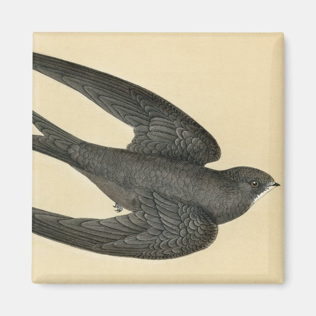 Aimant Impression antique d'un Swift (Devant)