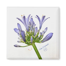 Impression botanique - Lily du Nil