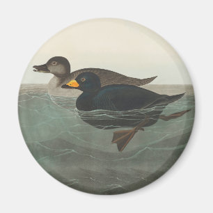 Aimant Impression de Macreuse noire d'Audubon : Canard cô