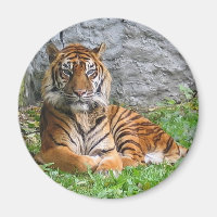 Impression tigre