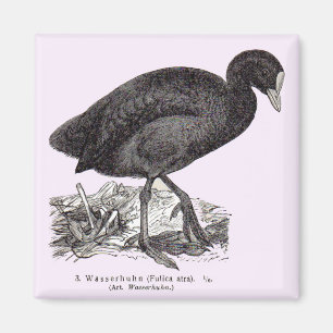 Aimant Imprimerie Wasserhuhn ou Moorhen du 19e siècle