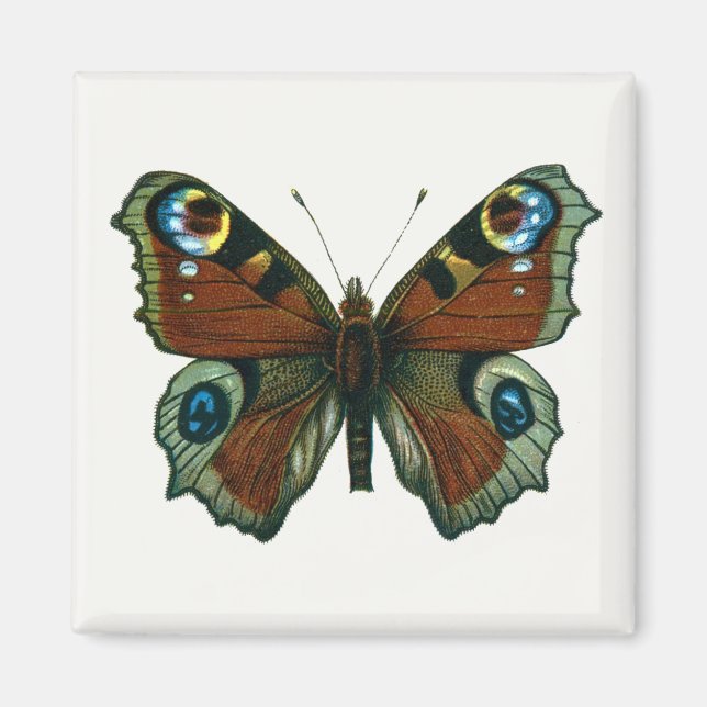 Aimant Inachis io - Le papillon paon européen (Devant)