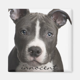 Aimant innocent de chiot de Pitbull