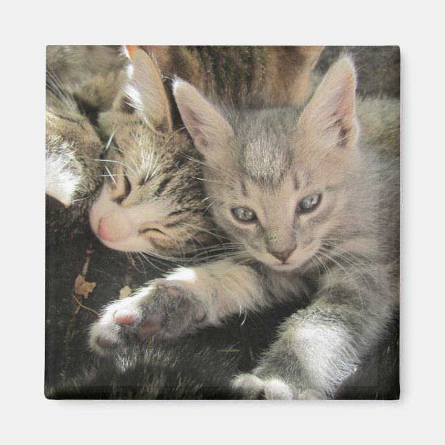 Aimant Inoki Kitten (Devant)