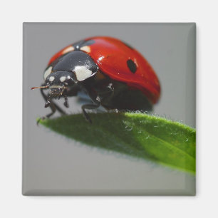 Aimant insecte de dame