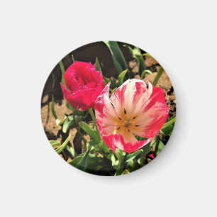 Aimant Inside a Pink et White Tulip