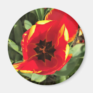 Aimant Inside Banja Luka Tulip, Oregon