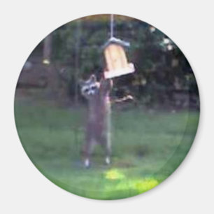 Aimant Inspecteur Raccoon