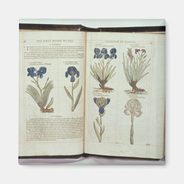 Aimant Iris (Devant)