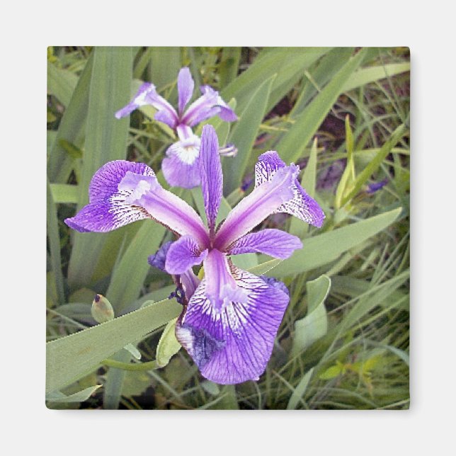 Aimant Iris 2 violet (Devant)