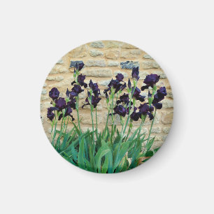 Aimant Iris à poils