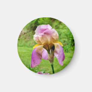 Aimant Iris à poils