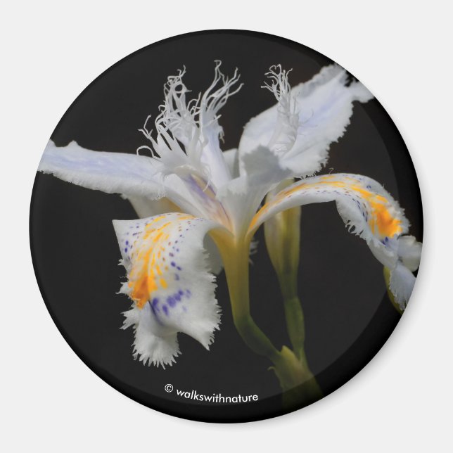 Aimant Iris Japonica en vedette (Devant)