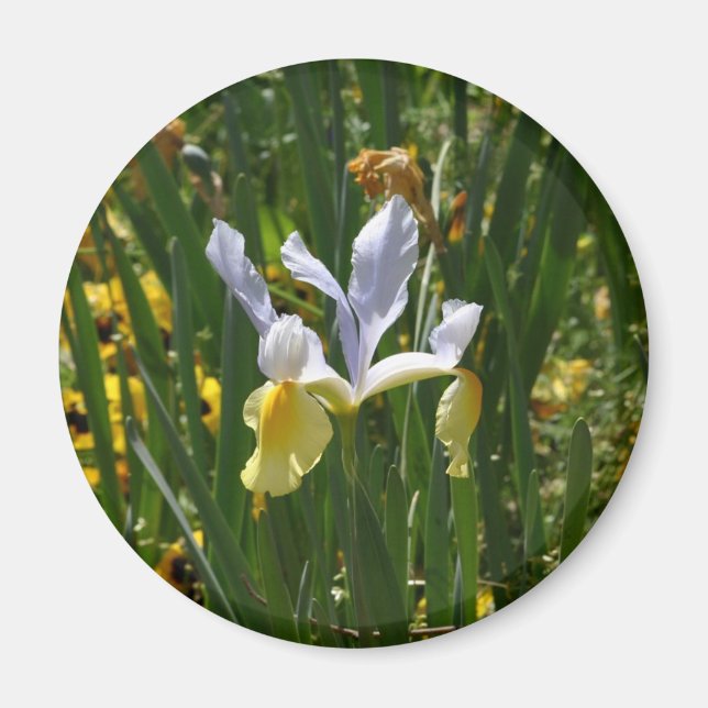 Aimant iris jaune et violet 12x10 (Devant)
