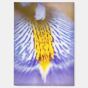 Aimant Iris pourpre