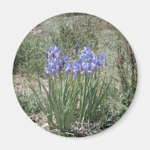 Aimant Iris sauvage