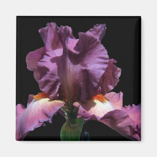 Aimant Iris Violet Frappe