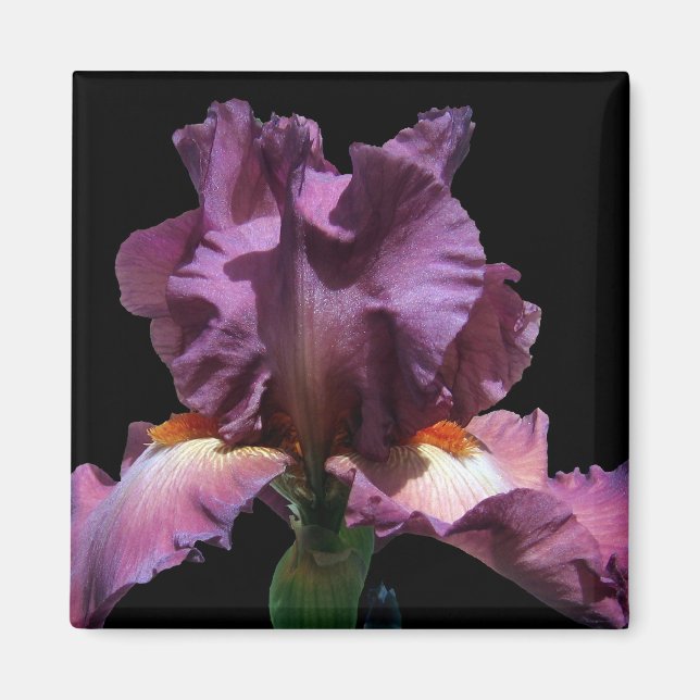 Aimant Iris Violet Frappe (Devant)