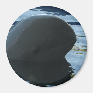 Aimant Irrawaddy Dolphin Peek-A-Boo