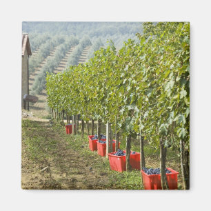 Aimant Italie, Toscane, Montalcino. Bac de récolte