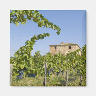 Aimant Italie, Toscane, Montepulciano. Raisins de vin pr