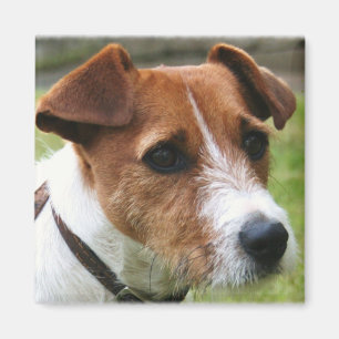 Aimant Jack Russell Terrier
