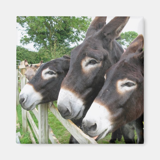 Aimant J'adore les Donkeys ! (Devant)